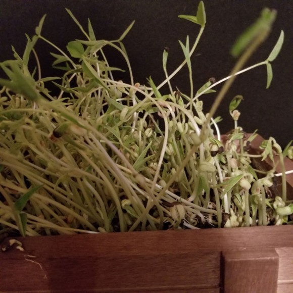 Organic Mung Beans for sprouting, microgreens 5oz over 2k seeds - Picture 5 of 6